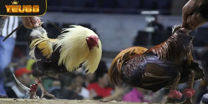 vì sao đá gà cựa dao lên ngôi