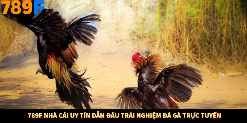 789F Nhà Cái Uy Tín Dẫn Đầu Trải Nghiệm Đá Gà Trực Tuyến 789F Nhà Cái Uy Tín Dẫn Đầu Trải Nghiệm Đá Gà Trực Tuyến