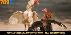 789F Sân Chơi Đá Gà Trực Tuyến Uy Tín – Trải Nghiệm Cực Phê