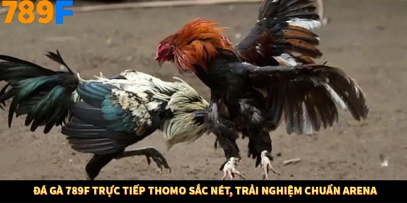 Đá Gà 789F Trực Tiếp Thomo Sắc Nét, Trải Nghiệm Chuẩn Arena Đá Gà 789F Trực Tiếp Thomo Sắc Nét, Trải Nghiệm Chuẩn Arena