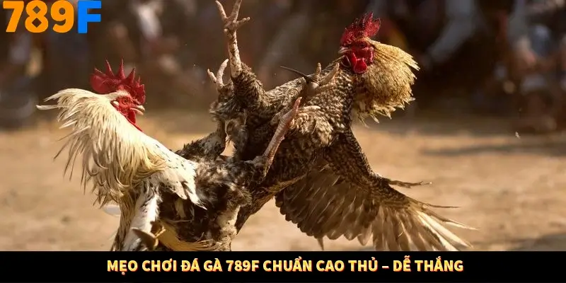 Mẹo Chơi Đá Gà 789F Chuẩn Cao Thủ – Dễ Thắng Mẹo Chơi Đá Gà 789F Chuẩn Cao Thủ – Dễ Thắng